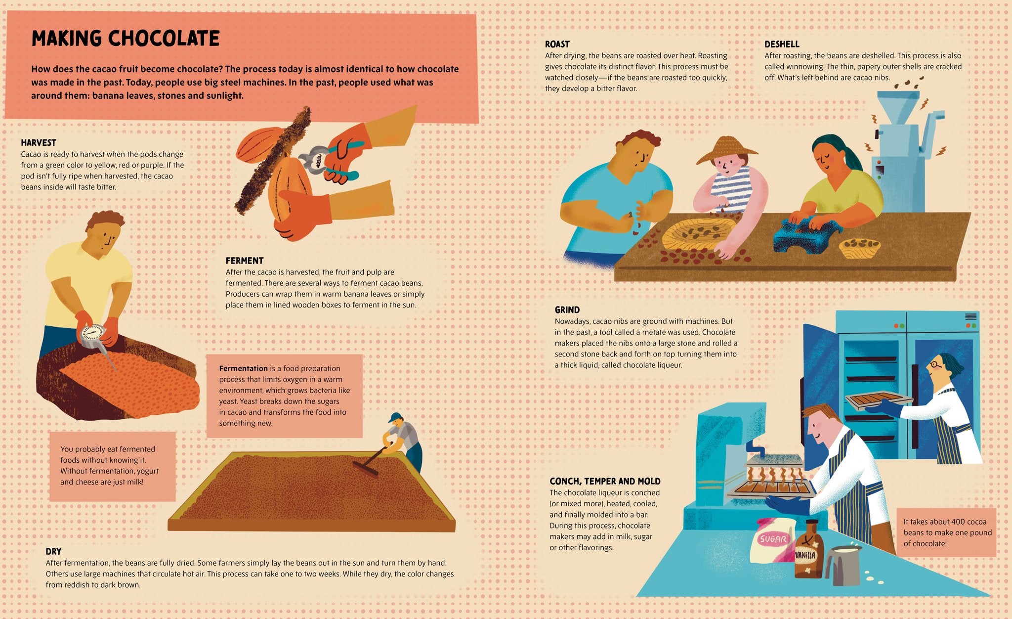 Chocolate Unwrapped: A Taste of the Science, History and Magic of Chocolate